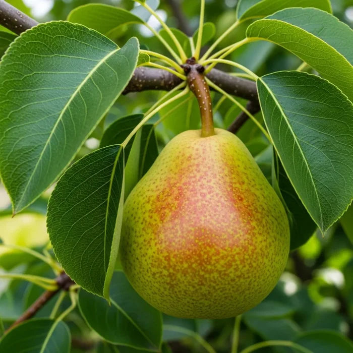 7ft Half-Standard 'Green Williams' Pear Tree | Mature Bare Root | 6/8cm Girth