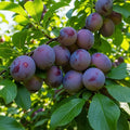 7ft 'Hauszwetsche' Mature Plum Tree | 18L Pot