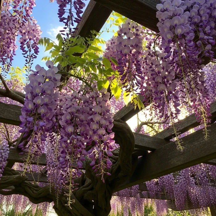 7ft Mature Grafted Chinese Wisteria | Wisteria Sinensis | 10L Pot