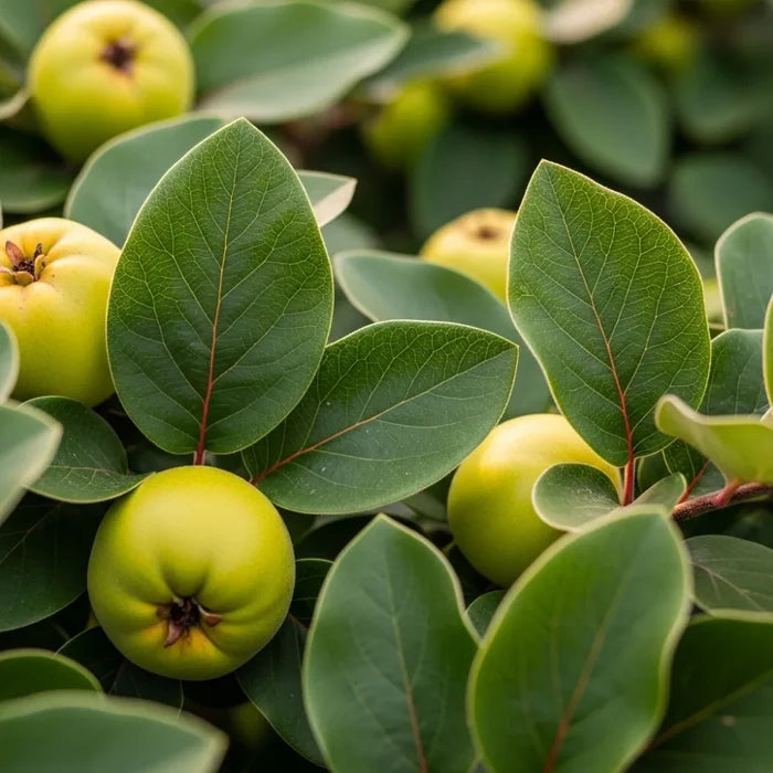 7ft Mature 'Serbian Gold' Quince Tree | 4 Years Old