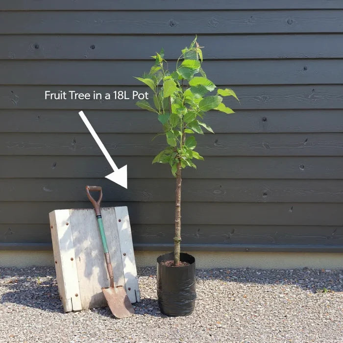 7ft Mature 'Serbian Gold' Quince Tree | 4 Years Old