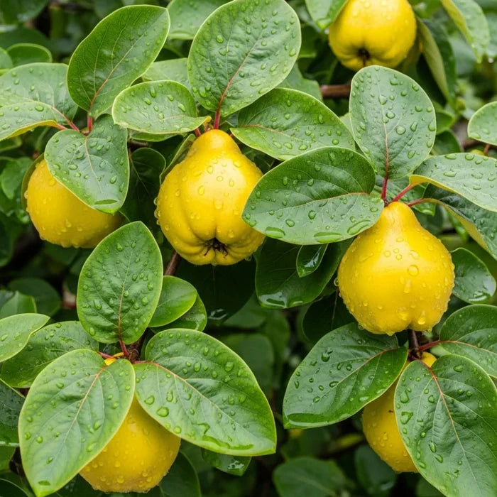7ft Quince 'Meech's Prolific' | 3 Year Old Mature Tree in a 18L Pot