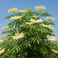 80cm Black Elder Hedging | Sambucus nigra | Bare Root