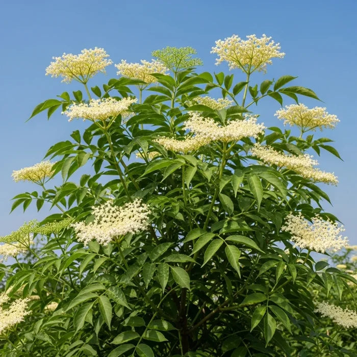 80cm Black Elder Hedging | Sambucus nigra | Bare Root