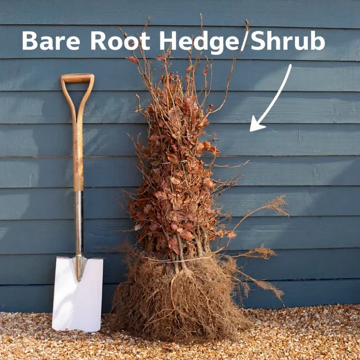 80cm Black Elder Hedging | Sambucus nigra | Bare Root