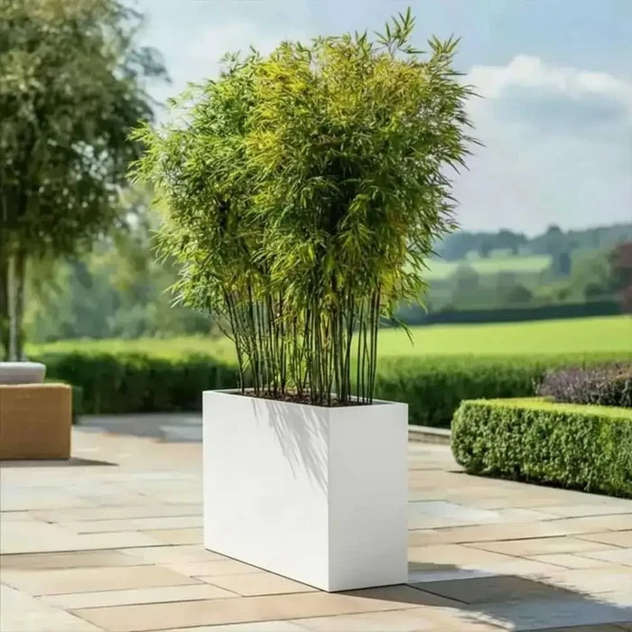 80cm Long Zinc Galvanised Matte White 60cm Tall Trough Planter