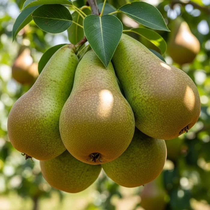 8ft Standard 'Conference' Pear Tree | Mature Bare Root | 8/10cm Girth