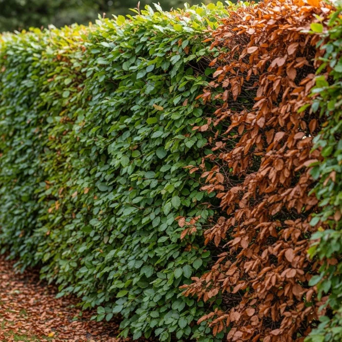 90cm Common Beech Hedging | Fagus sylvatica | Bare Root