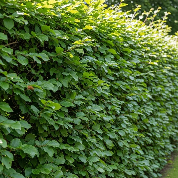 90cm Common Beech Hedging | Fagus sylvatica | Bare Root