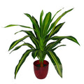 90cm Dracaena Large Green Artificial Dragon Plant Tree