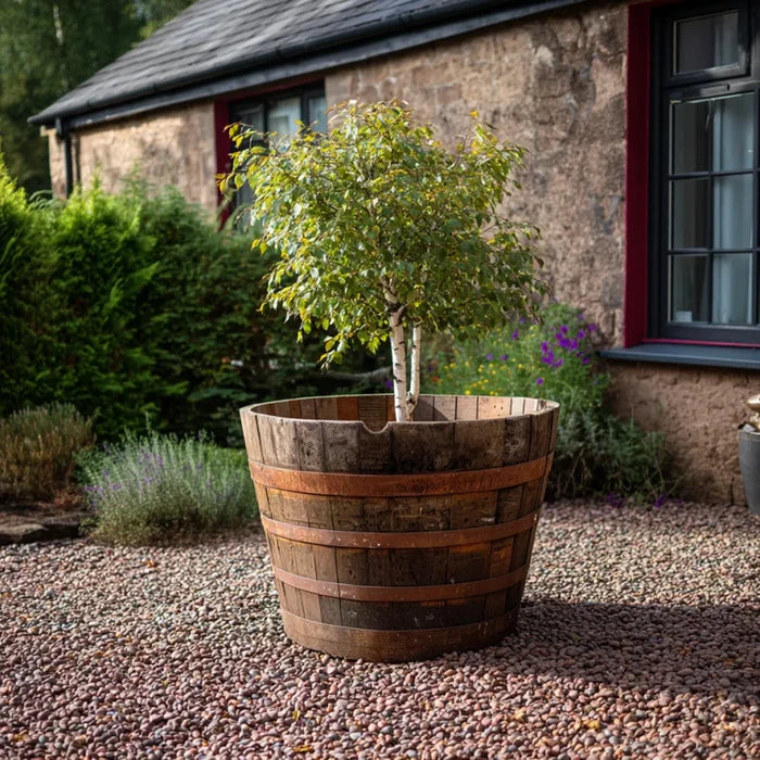 90cm Giant Scottish Whisky Half Barrel Oak Tree Planter
