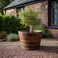 90cm Giant Scottish Whisky Half Barrel Oak Tree Planter
