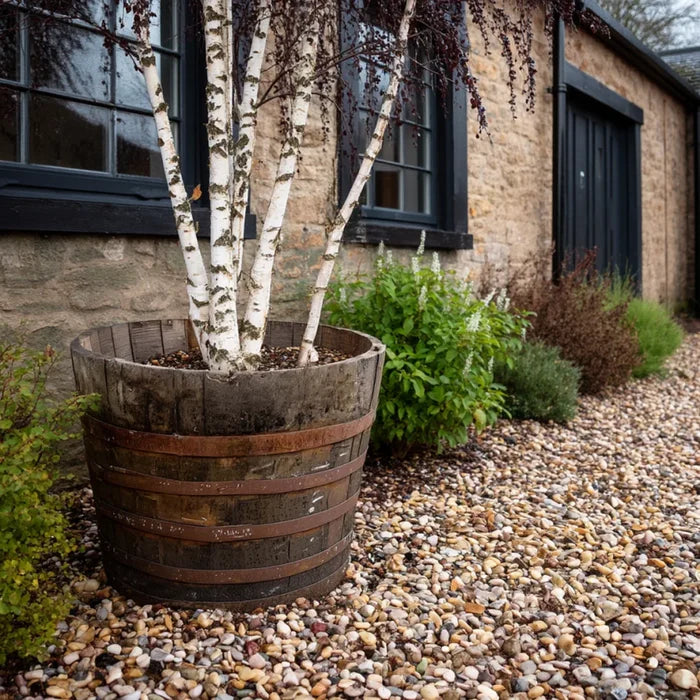 90cm Giant Scottish Whisky Half Barrel Oak Tree Planter