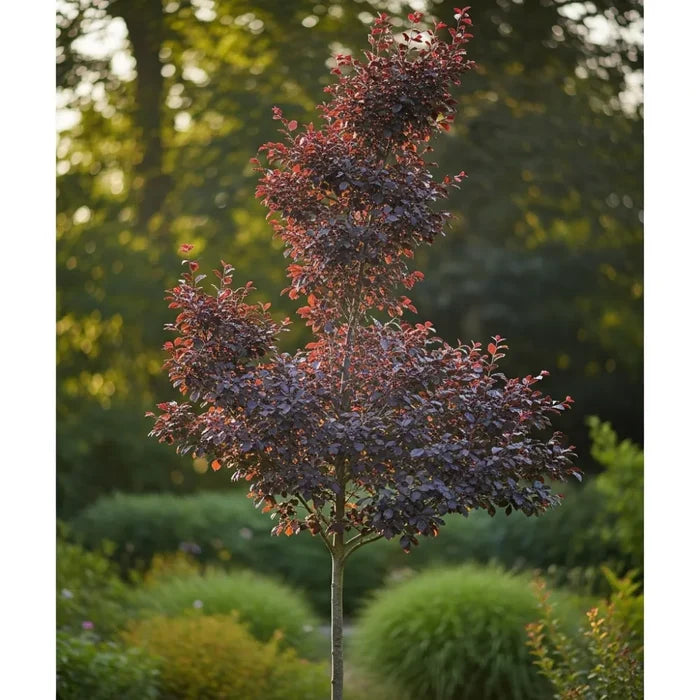 90cm Purple Beech Hedging | Fagus sylvatica 'Purpurea' | Bare Root