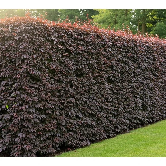90cm Purple Beech Hedging | Fagus sylvatica 'Purpurea' | Bare Root