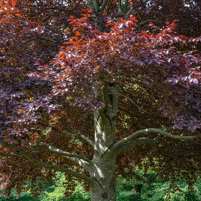 90cm Purple Beech Hedging | Fagus sylvatica 'Purpurea' | Bare Root