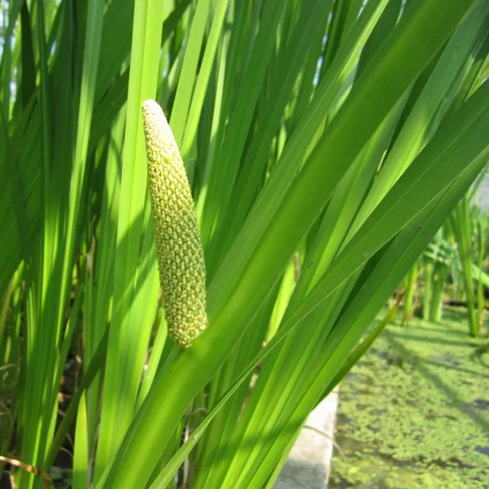 Acorus calamus | Sweet flag | Marginal Plant