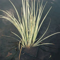 Acorus calamus ‘Variegatus’ | Variegated sweet flag | Marginal Plant