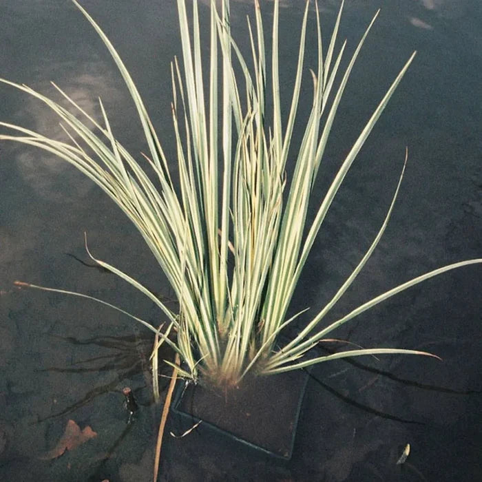 Acorus calamus ‘Variegatus’ | Variegated sweet flag | Marginal Plant