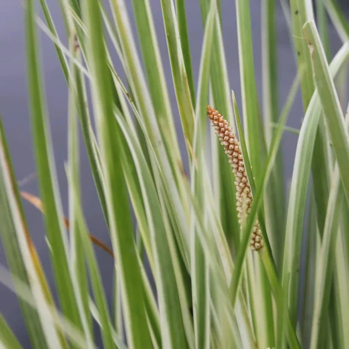 Acorus calamus ‘Variegatus’ | Variegated sweet flag | Marginal Plant