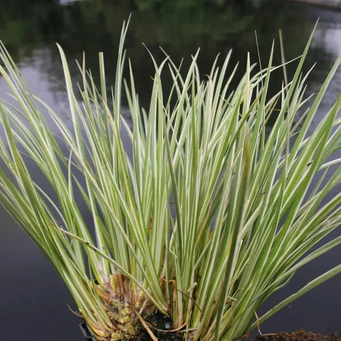 Acorus calamus ‘Variegatus’ | Variegated sweet flag | Marginal Plant