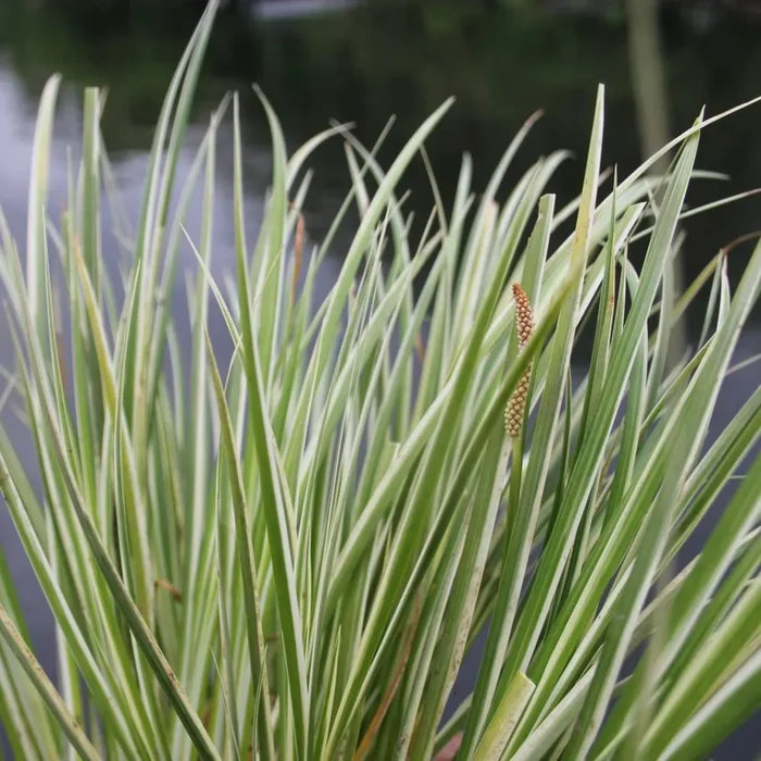 Acorus calamus ‘Variegatus’ | Variegated sweet flag | Marginal Plant