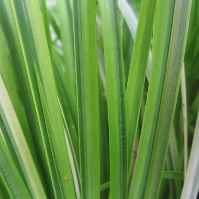 Acorus gramineus ‘Ogon’ | Golden dwarf sweet flag | Marginal Plant