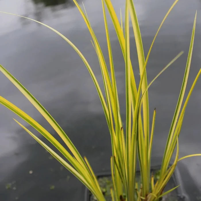 Acorus gramineus ‘Ogon’ | Golden dwarf sweet flag | Marginal Plant