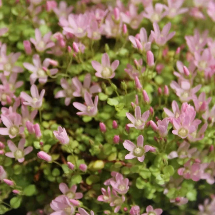 Anagallis tenella | Bog pimpernel | Marginal Plant