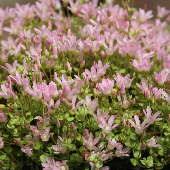 Anagallis tenella | Bog pimpernel | Marginal Plant