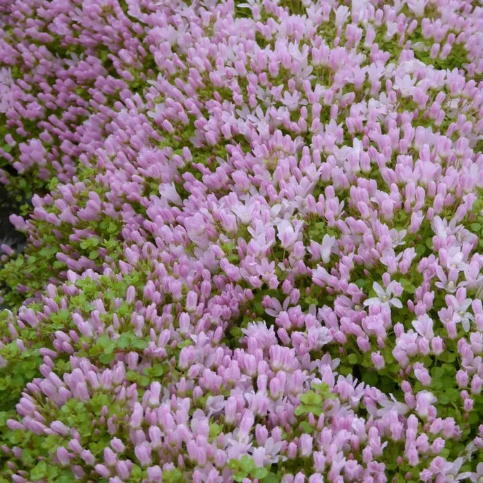 Anagallis tenella | Bog pimpernel | Marginal Plant