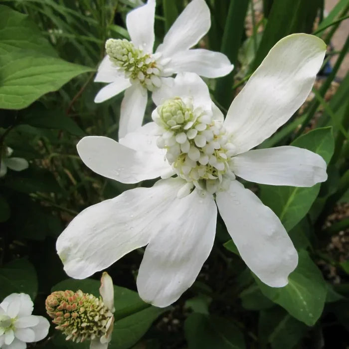 Anemopsis californica | Yerba mansa | Marginal Plant