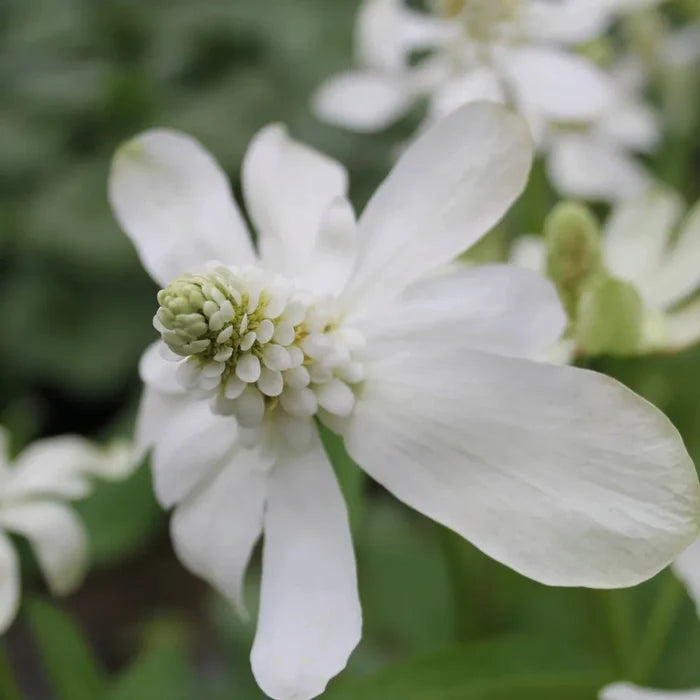 Anemopsis californica | Yerba mansa | Marginal Plant