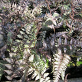 Athyrium niponicum ‘Metallicum’ | Japanese painted fern ‘Metallicum’ | Pond Side Plant