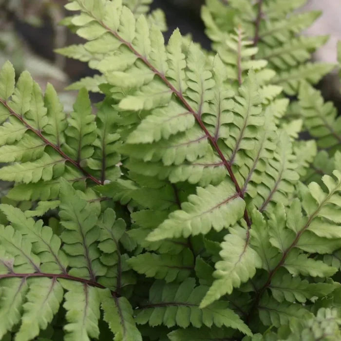 Athyrium otophorum ‘Okanum’ | Eared lady fern ‘Okanum’ | Pond Side Plant