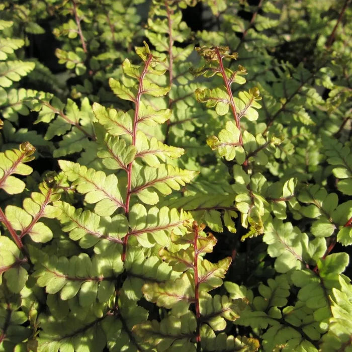 Athyrium otophorum ‘Okanum’ | Eared lady fern ‘Okanum’ | Pond Side Plant