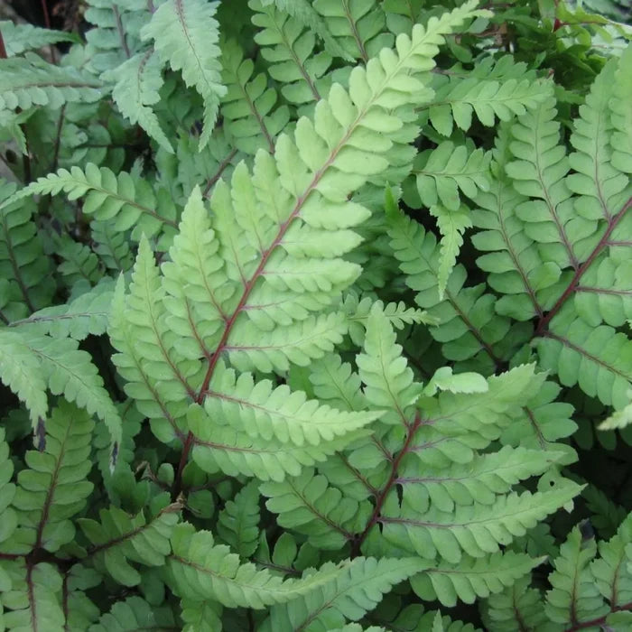 Athyrium otophorum ‘Okanum’ | Eared lady fern ‘Okanum’ | Pond Side Plant