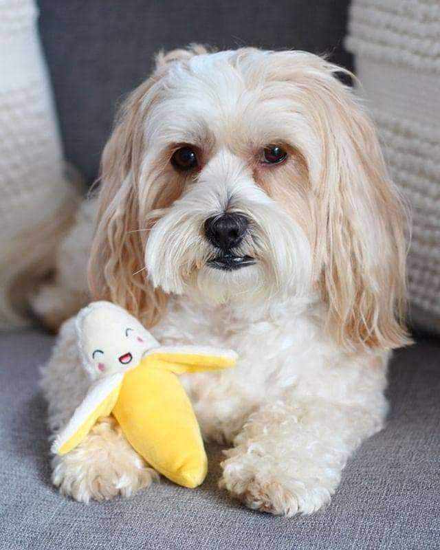 Banana Squeaker Dog Toy - Plush Toys from . at DoggyTopia