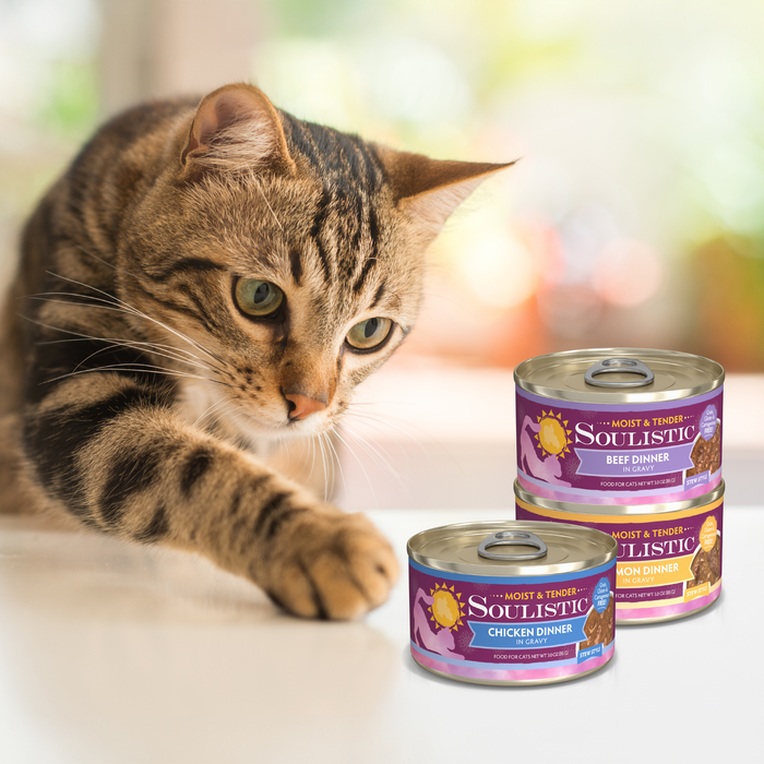 A tabby cat reaches for three stacked cans of Soulistic Beef Dinner in Gravy cat food on a white surface with a softly blurred background.