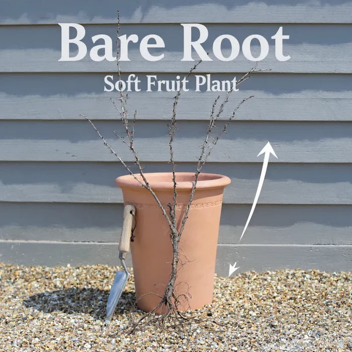 'Big Ben' Blackcurrant Bush | Bare Root