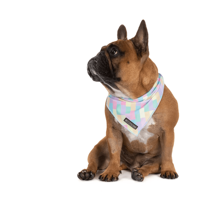 Big & Little Dogs Gelato Bandana - Bandanas from Big & Little Dogs at DoggyTopia