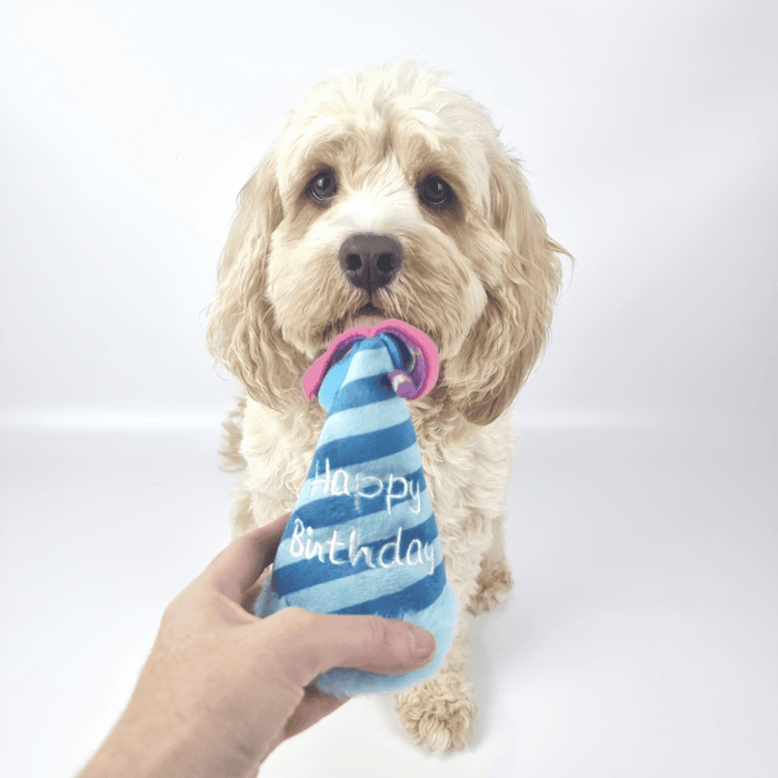 Birthday Party Hat Plush Dog Toy - Blue - Designer Toys from Haute Diggity Dog at DoggyTopia