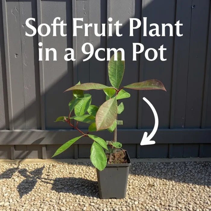 'Black Butte' Blackberry Plant | 9cm Pot