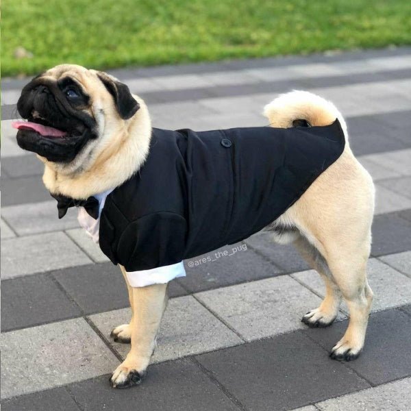 Black Tuxedo Small - Medium Dogs - Tuxedo from . at DoggyTopia