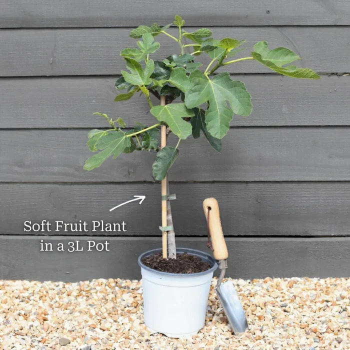 British Winemaking Grape Vines Collection - 2 Vines in 3L Pots