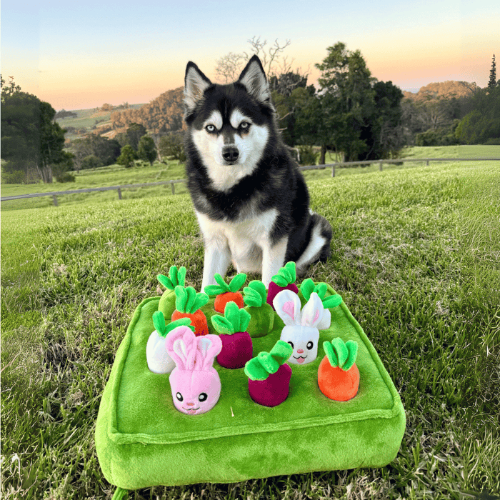 Bunny Garden Nose Work Toy - Foraging Toy from . at DoggyTopia