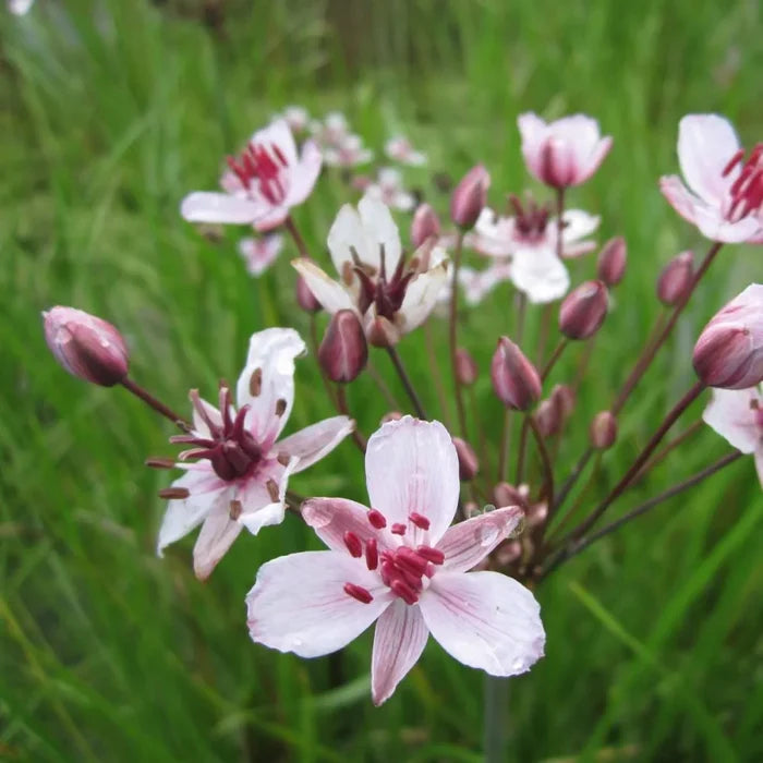 Butomus umbellatus | Flowering rush | Marginal Plant