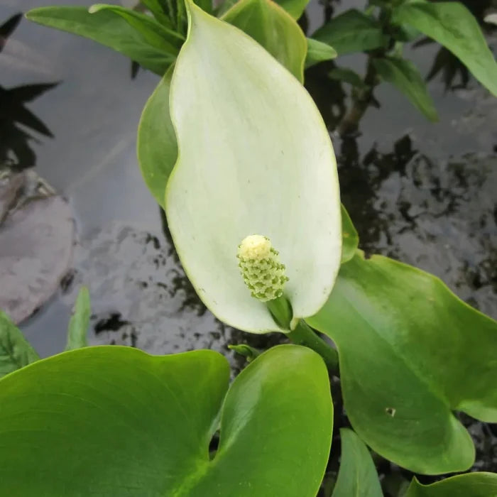 Calla palustris | Water arum (wild calla) | Marginal Plant