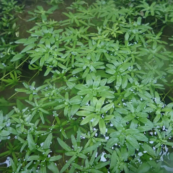 Callitriche stagnalis | Common water‑starwort | Oxygenating Plant