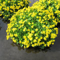 Caltha palustris | Marsh marigold (kingcup) | Marginal Plant